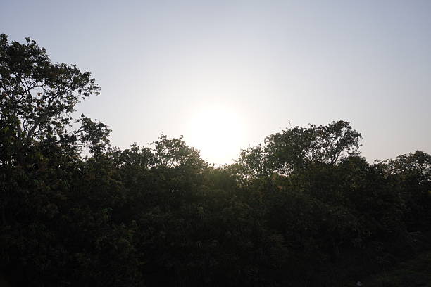 A stunning view of sunlight filtering through a dense canopy of branches and leaves. A serene atmosphere perfect for nature-themed projects, environmental campaigns, or relaxation spaces
