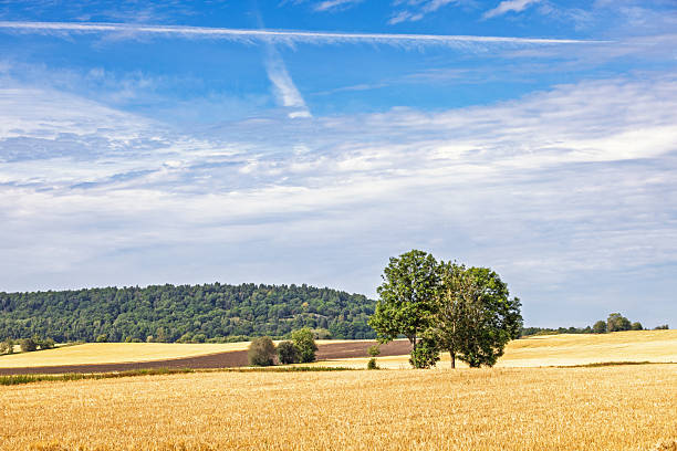 Healthy ripening wheat growing in a farm field under big blue summer skies with white fluffy clouds to the horizon.