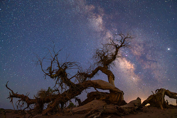 istock Starry sky in desert poplar forest 2220849865