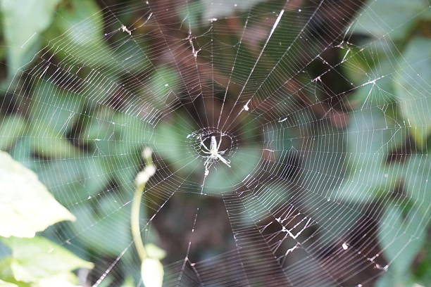 istock An orb-weaver spider is on its web against a blurry background 2220850566