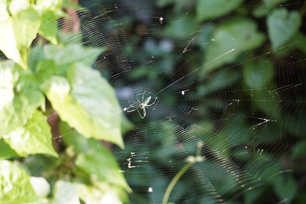 istock A spider on its web in close up with a blurry background 2220850704