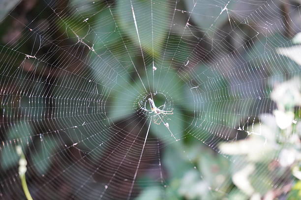 istock A castleback orbweaver, species of spider on its web 2220850761