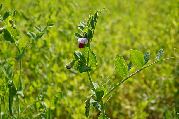Tiny pink flower on the field pea plant with greenery background