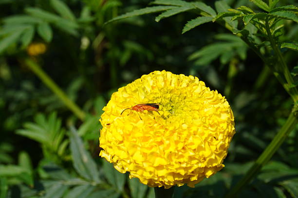 A red soldier beetle is resting on the yellow marigold