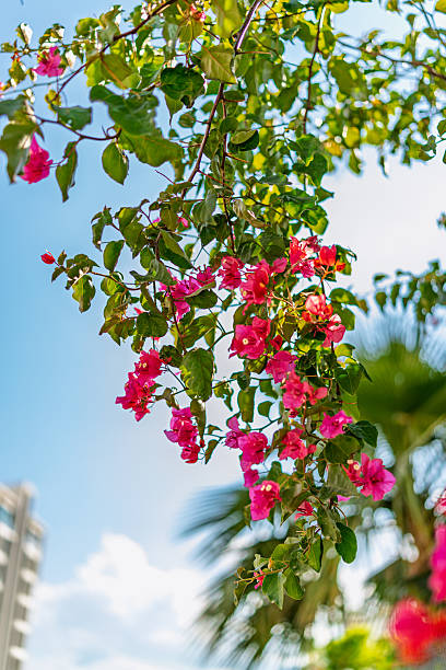 istock Bougainvillea Flowers Draped from a Tree 2220851745