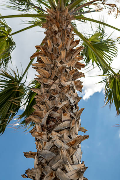 istock Textured Palm Tree Trunk with Sunlit Fronds Above 2220851808