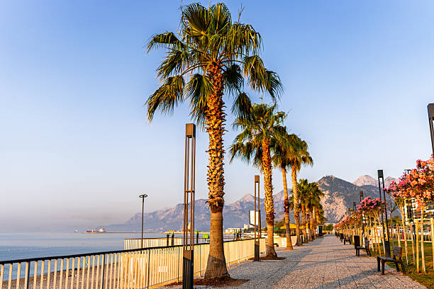 A row of date palm trees (Phoenix dactylifera) casting long shadows during sunrise along a paved coastal walkway with modern streetlights. The Mediterranean Sea stretches into the distance with ships barely visible on the horizon. Located in Antalya, Turkey, this promenade is framed by mountain silhouettes and flowered trees.