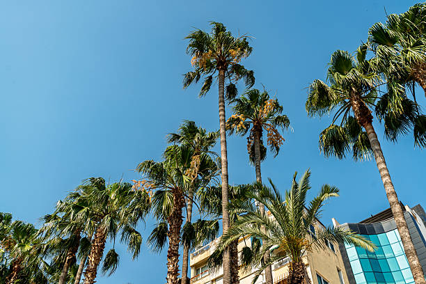 istock Towering Palm Trees in a Coastal Cityscape 2220852011