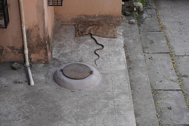 A ratsnake is crawling on the concrete floor towards the jute sack