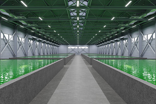 Green Algae Bioreactors in Sustainable Production Facility