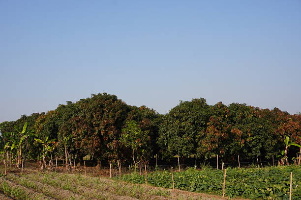 A mango garden with huge mango trees behind the agricultural field