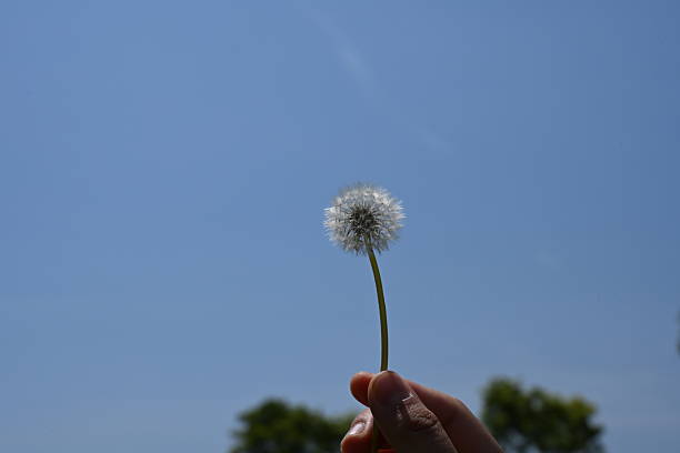 A delicate dandelion held gently in hand, its fragile seeds ready to take flight, bathed in soft sunlight against a dreamy blurred background.