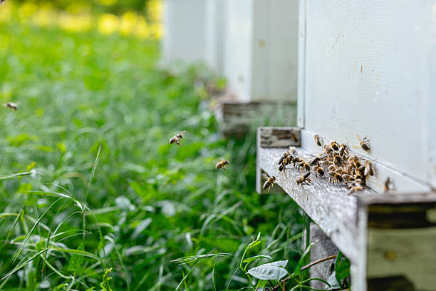 Busy Bees at the Hive Entrance