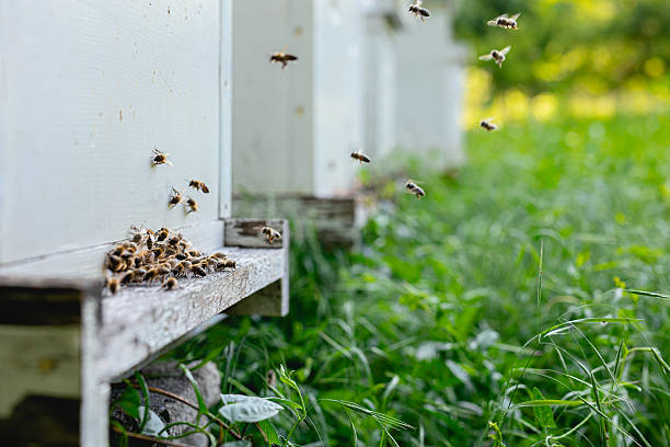 Bees Returning to the Beehive on a Sunny Day
