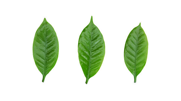 istock Green Arabica coffee leaf on a white background. 2220856553
