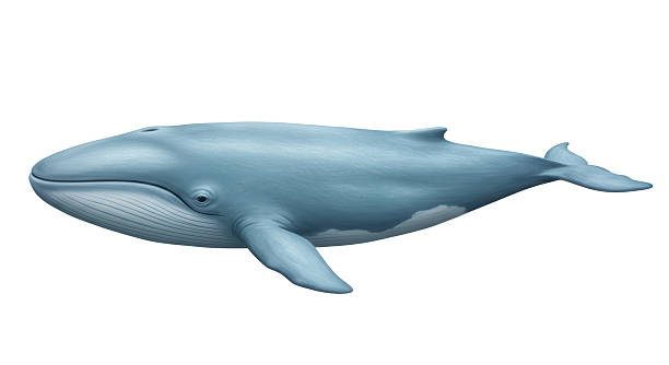 istock Isolated Blue Whale, Marine Mammal Illustration 2220860359