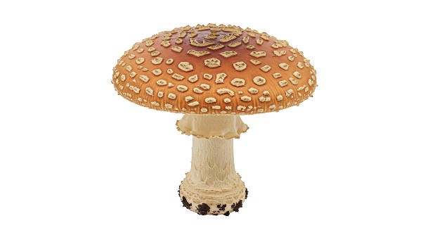 istock Isolated Fly Agaric Mushroom with Spots 2220861634