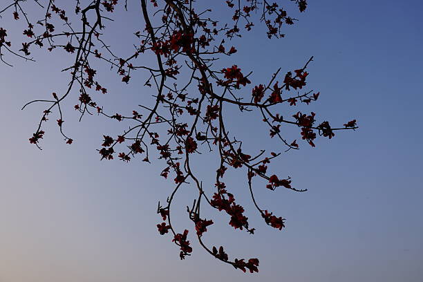 The branches of the red silk cotton tree is full with its red flowers