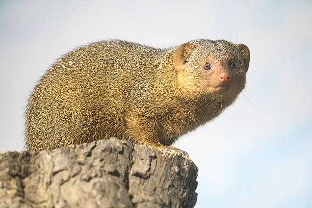 istock Dwarf mongoose on a tree stump in natural environment, alert and curious, with detailed fur 2220863439