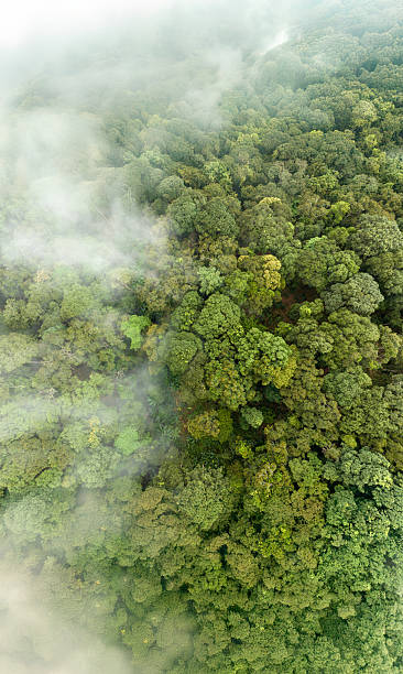 istock Tropical forests can absorb large amounts of carbon dioxide from the atmosphere. 2220865051