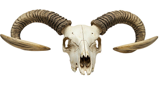 istock Isolated Skull of Ram with Large Horns 2220866008