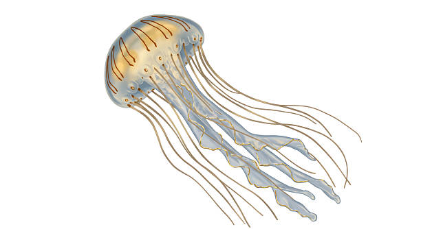 istock Isolated Translucent Jellyfish with Golden Accents 2220868031