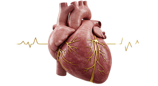 istock Isolated Realistic Heart with ECG Line for Medical Illustration 2220868263