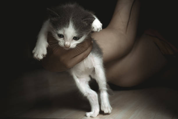 Woman's hand holding cute baby kitten in low light