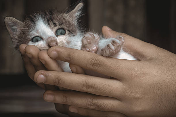 close up of child's hand holding kitten, domestic cat