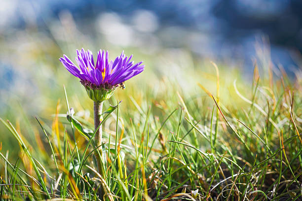 The magical Aster alpinus (Aster alpinus L.)