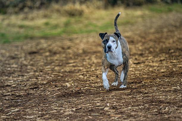 istock Energetic Dog Running on a Park Path 2220869758