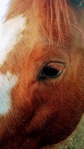 istock Close-up of a Horse's Eye 2220870465