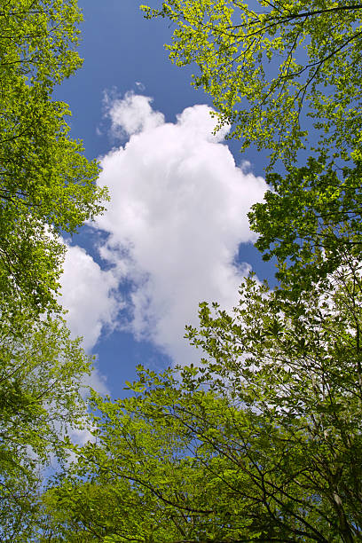 istock Blue sky and fresh green leaves 2220873543