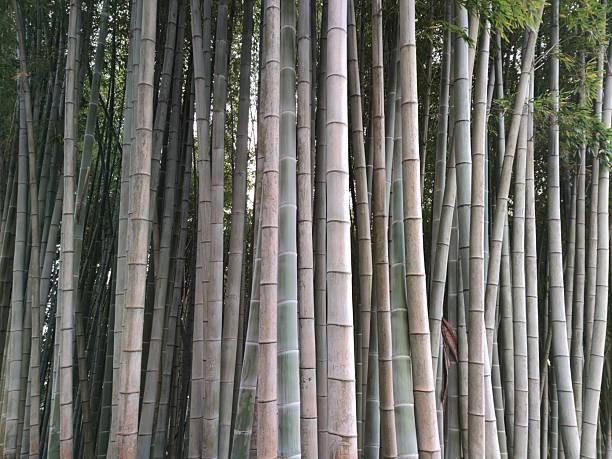 Bamboo grove. bamboo growing in nature. bamboo background