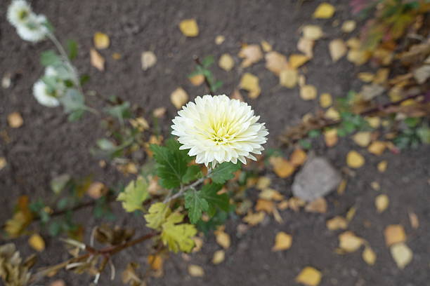 One cream white flower of Chrysanthemum in October