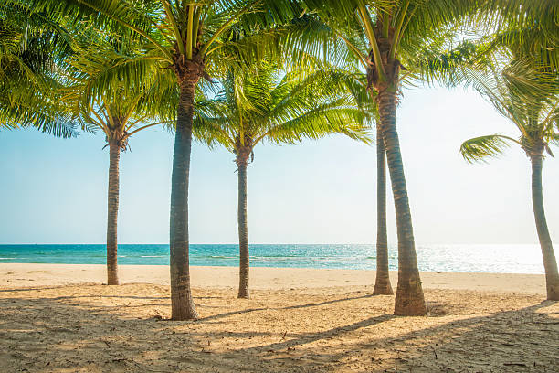 istock Sunny tropical beach with tall palm trees casting shadows on the sand and calm blue ocean with nobody, Phu Quoc island, Vietnam. Beach holidays, summer travel, tropical resort and retreat concept 2220876631