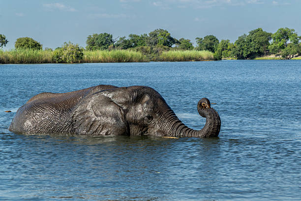 istock Elephant bull taking a bath in the Chobe River 2220878358