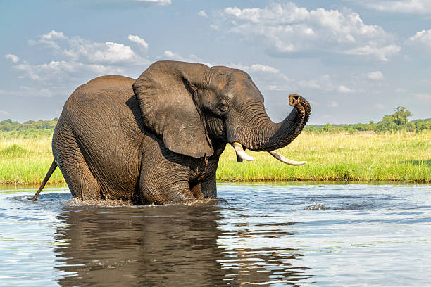 istock Elephant bull taking a bath in the Chobe River 2220878366