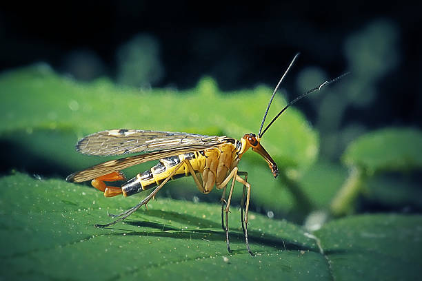 Panorpa germanica German Scorpionfly Insect. Digitally Enhanced Photograph.