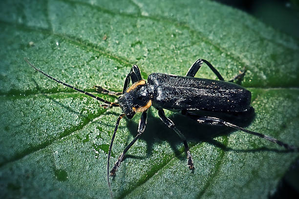 Cantharis obscura Soldier Beetle Insect. Digitally Enhanced Photograph.