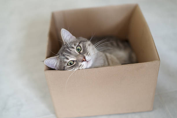 istock Funny cat in cardboard box at home 2220878590