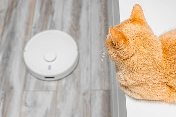 istock cat hiding from working robot vacuum cleaner. 2220879454
