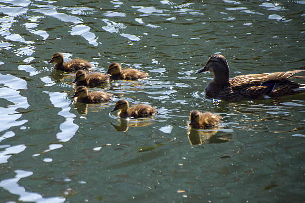 Newborn mallard ducklings swim with their mother in a lake