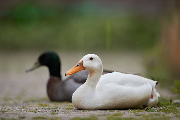 A white Indian runner duck with an orange bill rests on the ground, with a blurred dark-feathered duck in the background.