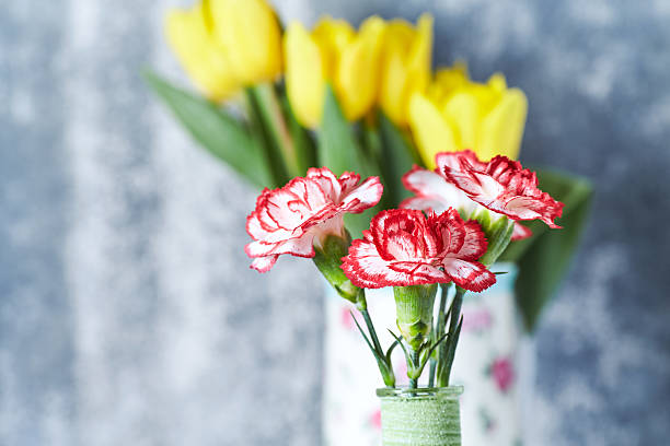 beautiful red tulips macro