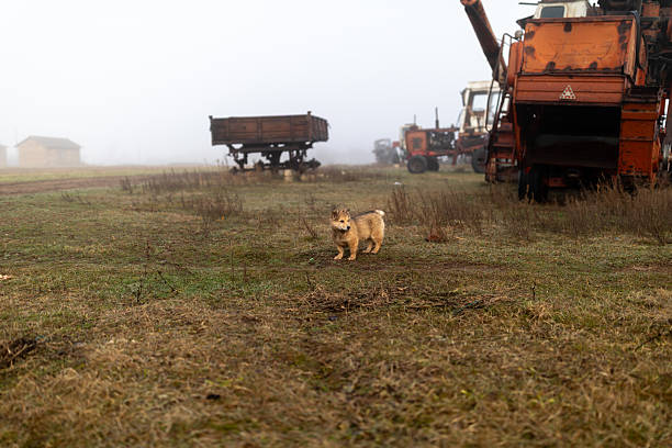 Small dog stands alone in a misty rural area surrounded by old agricultural machinery and grassy terrain. An atmosphere of abandonment, poverty, agricultural decline, smog and fog in the village.