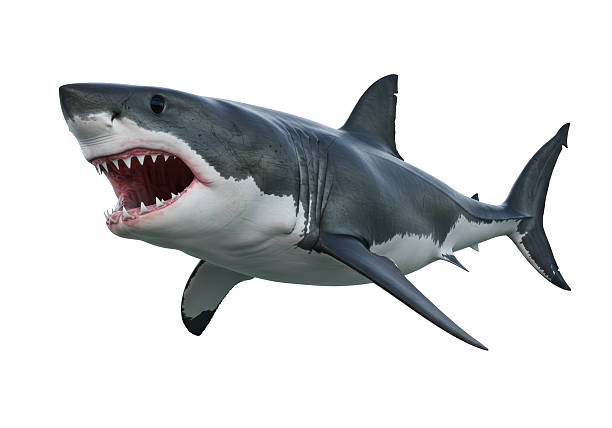 istock Isolated Great White Shark with Open Mouth 2220885914