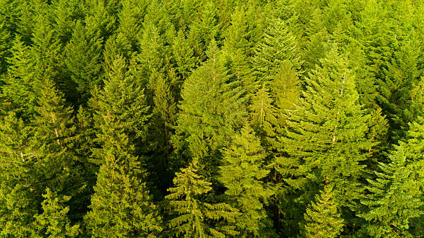istock Forest aerial view, evergreen conifer trees, climate change, global warming, ecosystem environment, green lung of planet earth, dry yellow needles in summer heat wave 2220885964