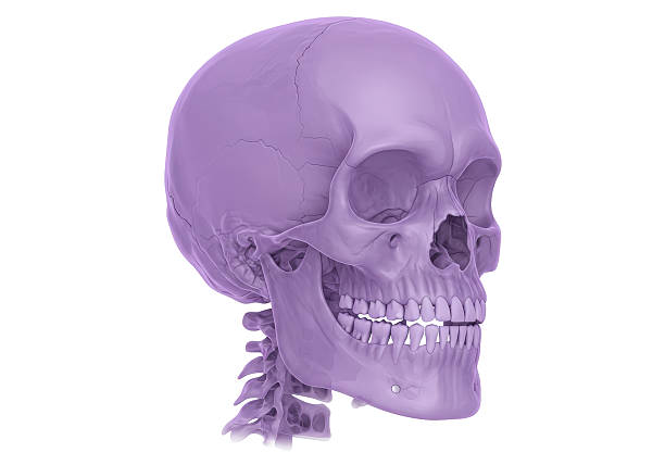Isolated Anatomical Skull Model with Spine in Purple Hue