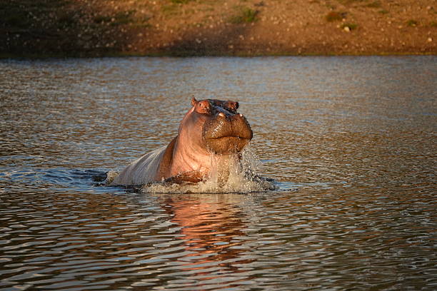 Hippo male showing territorial behaviour.